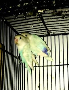 Complete Setup Sale Love Birds: Albino, Decino, Pastelino Breeder Pai