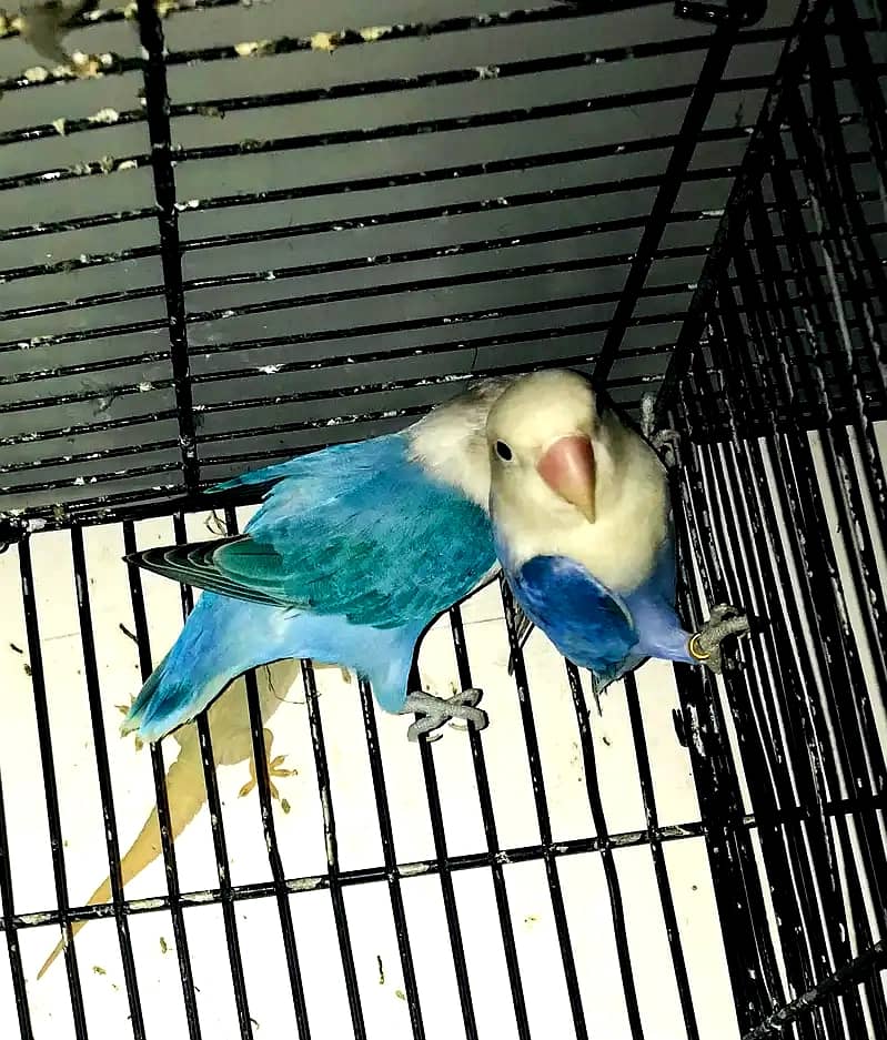 Complete Setup Sale Love Birds with Cage - All Breeder Pairs 1