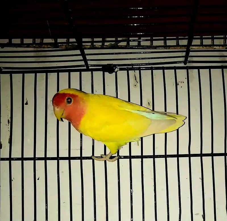 Complete Setup Sale Love Birds with Cage - All Breeder Pairs 2