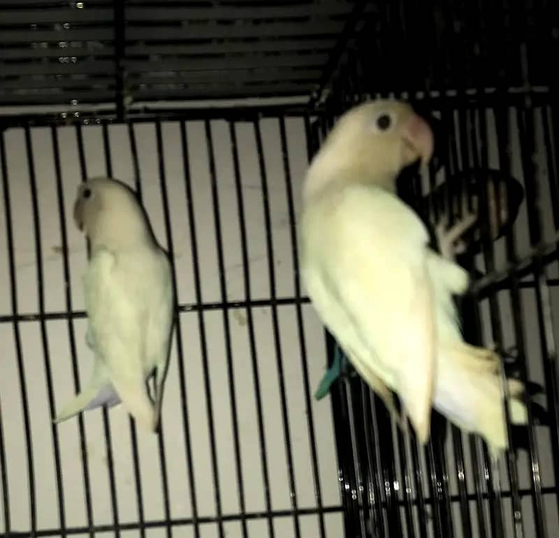 Complete Setup Sale Love Birds with Cage - All Breeder Pairs 3