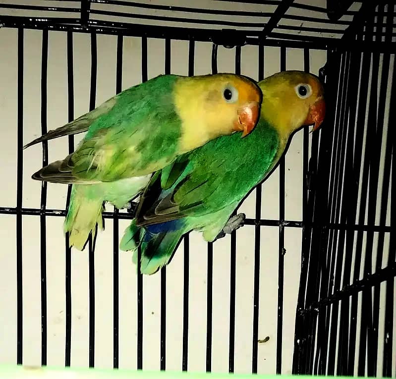 Complete Setup Sale Love Birds with Cage - All Breeder Pairs 4