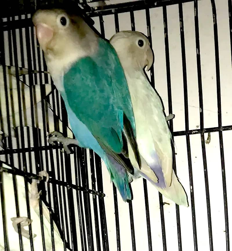 Complete Setup Sale Love Birds with Cage - All Breeder Pairs 5