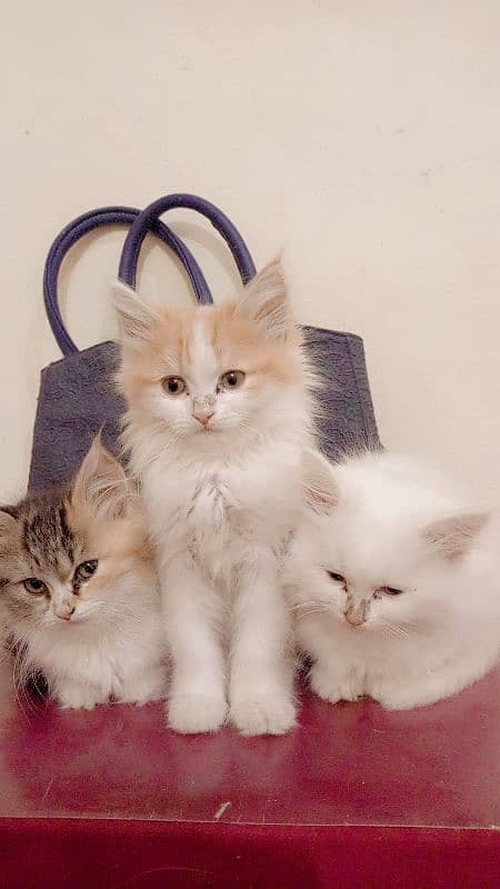 Persian cat available 0