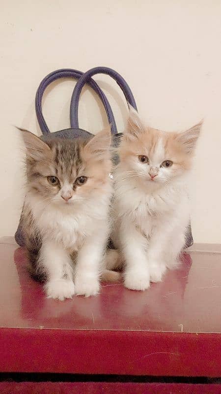 Persian cat available 1