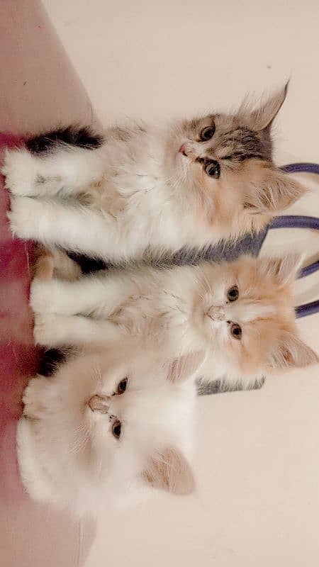 Persian cat available 2