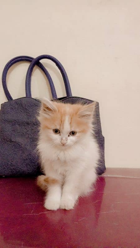 Persian cat available 3