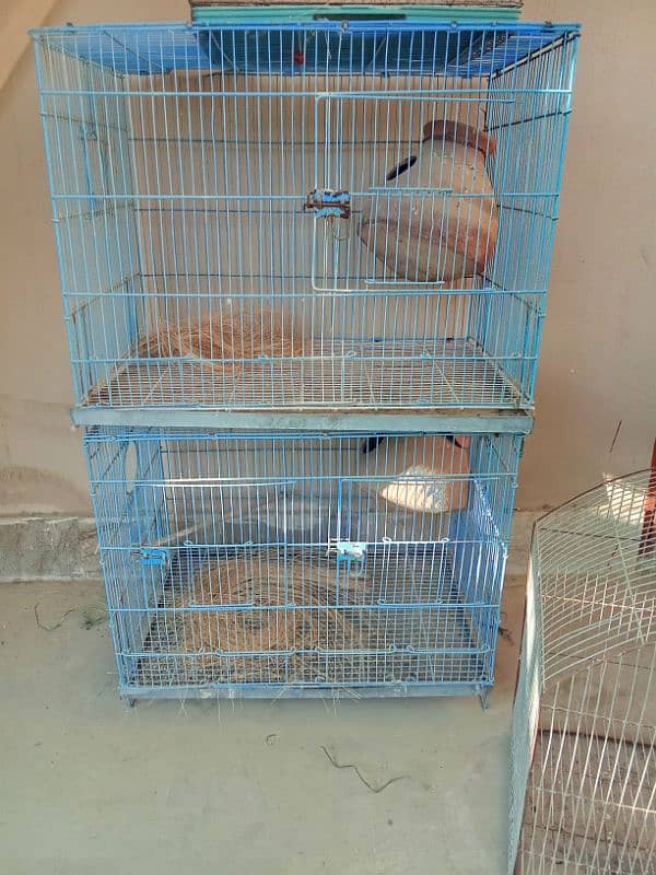 parrots cages 4