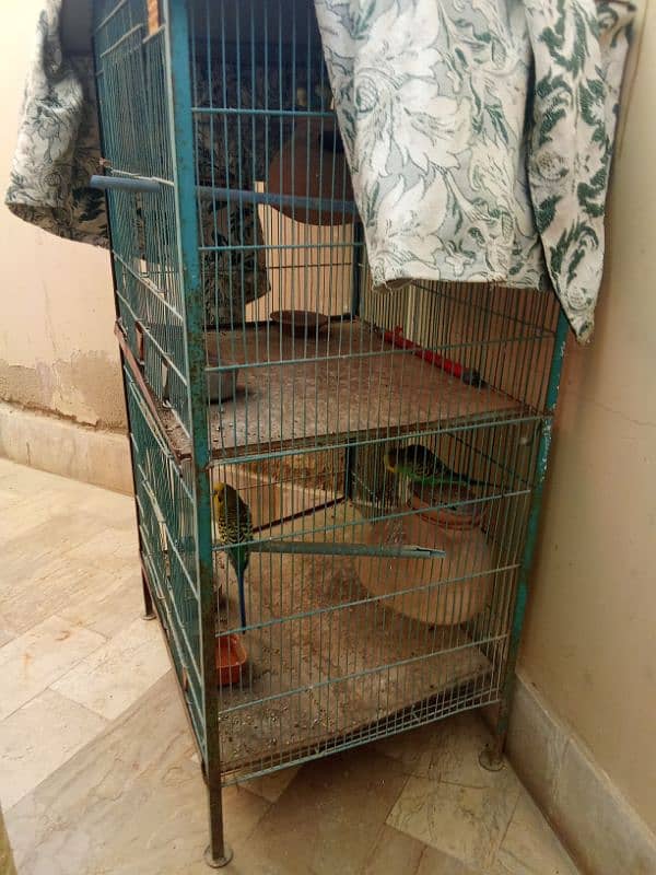 parrots cages 6