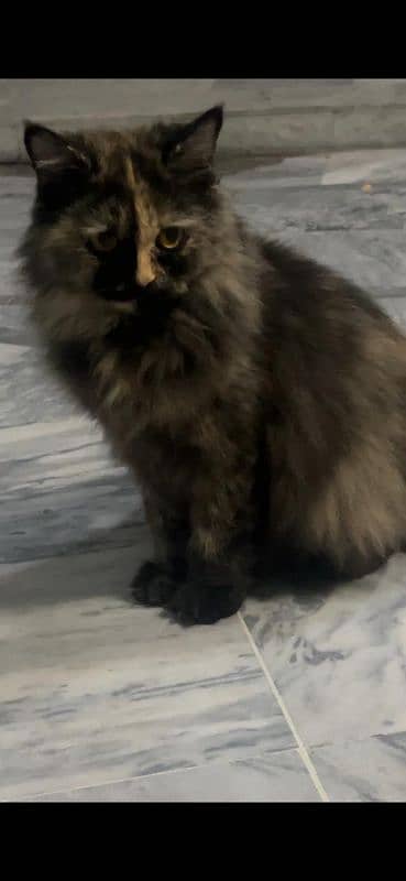 I am selling my cat triple coat. whats no: 0342_14_97_390 1