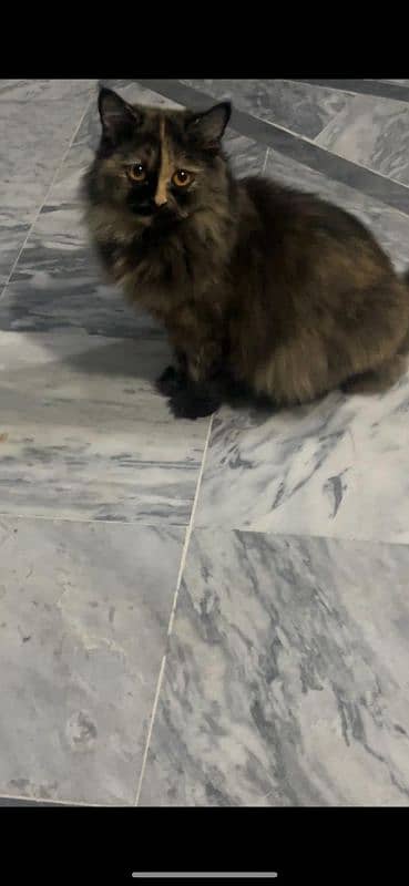 I am selling my cat triple coat. whats no: 0342_14_97_390 3