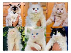 Persian hamalian british punch face piki face cat's and kitten's