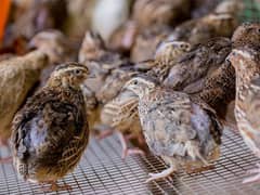 Start Profitable Quail (Batair) Farming Business | Farm Egg Chick Meat