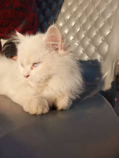 white Persian male kitten