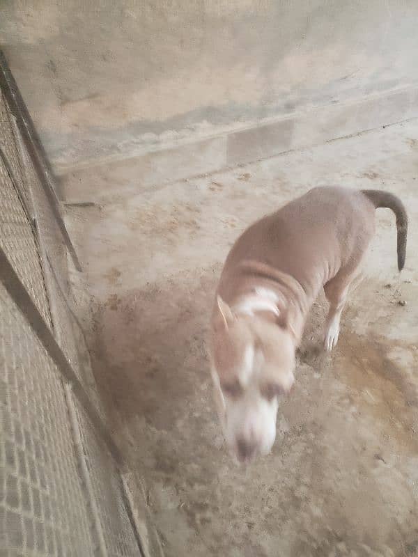 pitbull female 6