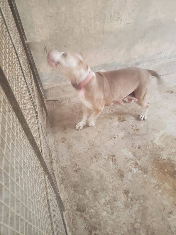 pitbull female 7