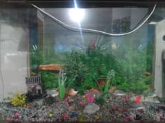 aquarium for sale