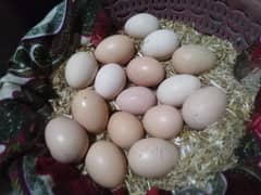 aseel murga murgi and eggs for sale