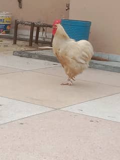 pure white murga for sale