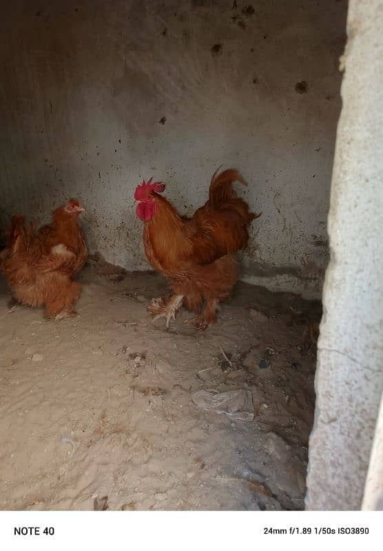 breeder males available 4000 for one piece 2