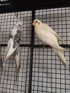 cocktail parrot breeder pair and 3rd time start breed