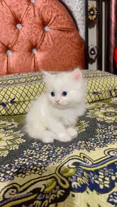 Pure Persian kittens Available