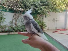 Hand Tamed Grey Pied Cockatiel