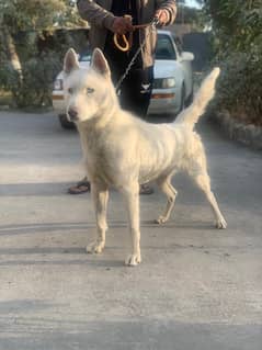 Siberian Husky white