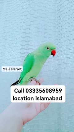 Hand Tamed Full Friendly Green Ring Neck Male Parrot Jumbo Size