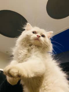 White Persian Kittens, 3-4 months age