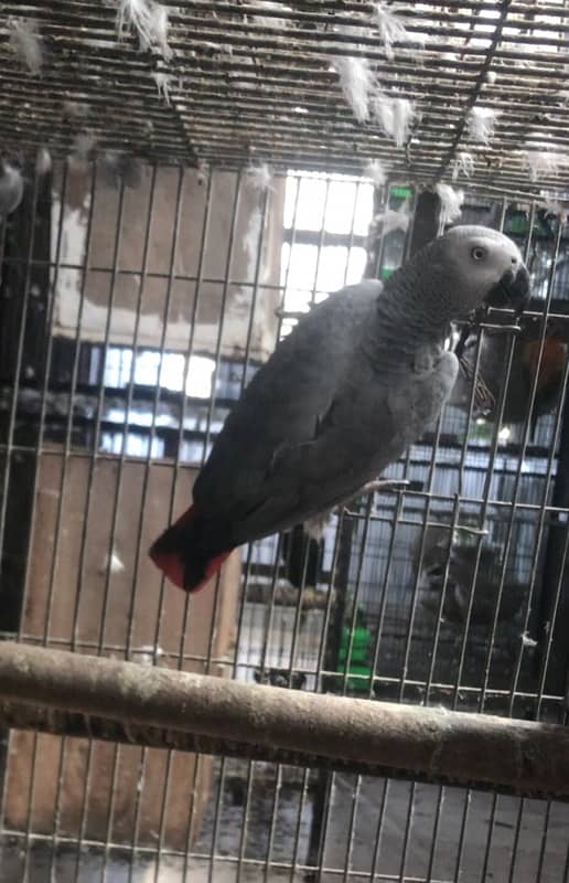 african grey - african gray parrot breeder female 0