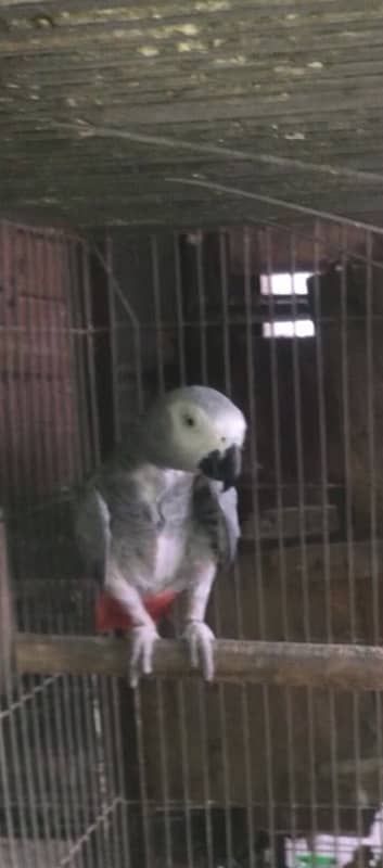 african grey - african gray parrot breeder female 1