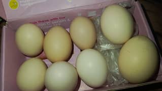 Desi Eggs Home Breed