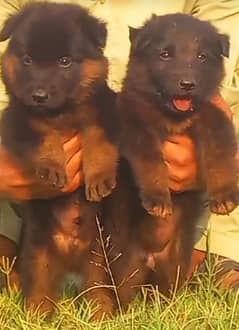 German shepherd dubal court pair 2  mahnt for sale