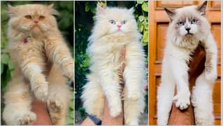 Persian kitten cats