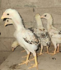 pure o shamoo chicks for sale