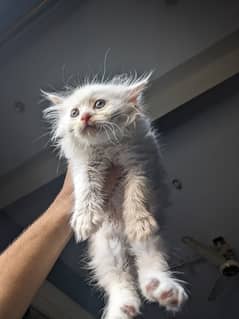 Persian kittens (male)