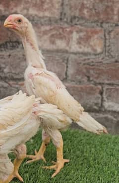 white king shamo top Quality chicks