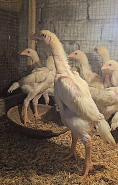 white king shamo top Quality chicks