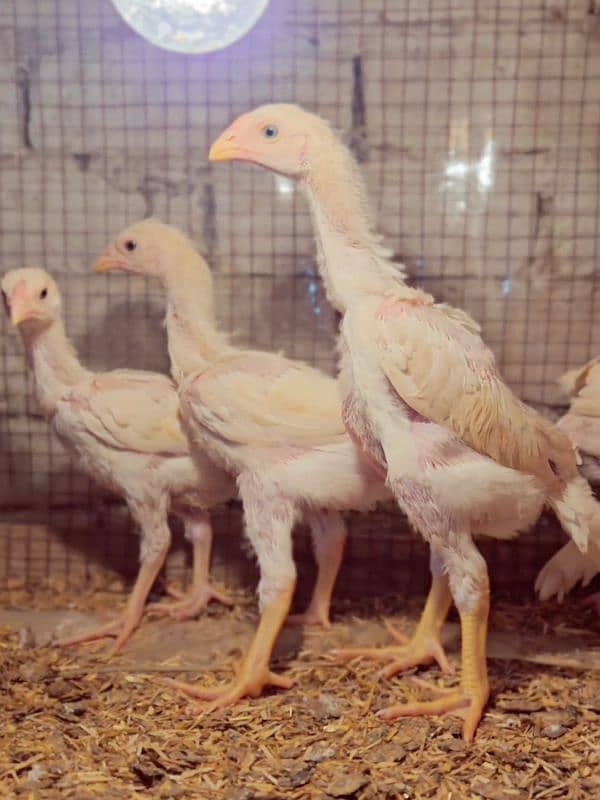 white king shamo top Quality chicks 2