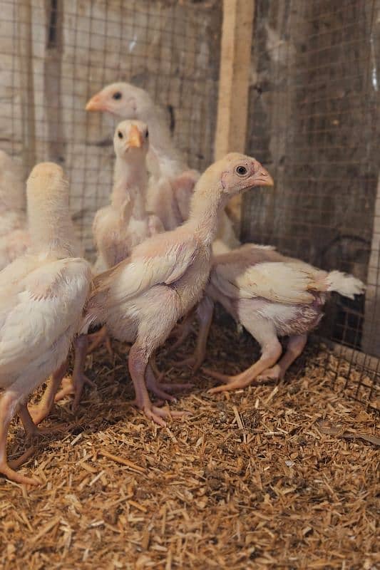 white king shamo top Quality chicks 6