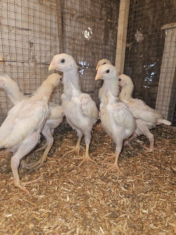 white king shamo top Quality chicks 16