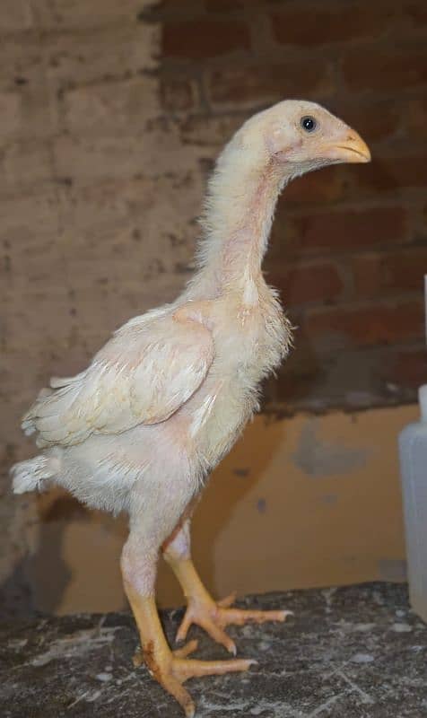 white king shamo top Quality chicks 17