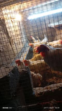 farmi hens for sale