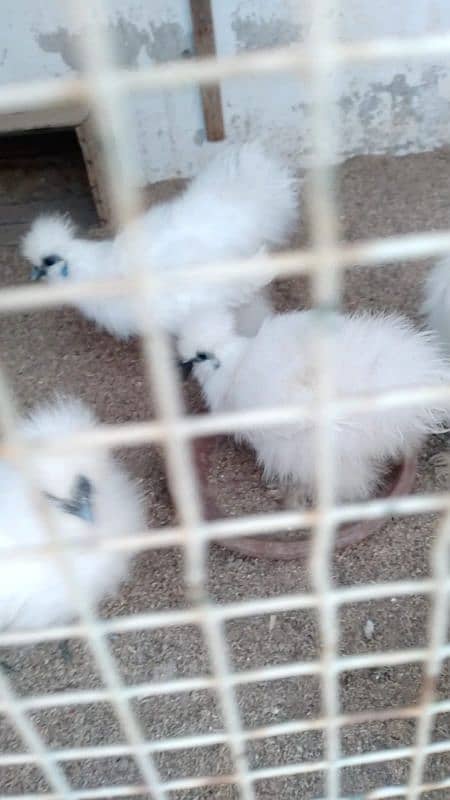 Motled Bantam and silkie fertile eggs 5