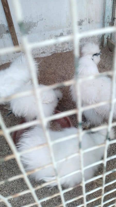 Motled Bantam and silkie fertile eggs 7