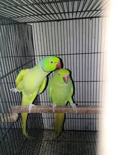 Bird green breeder pair