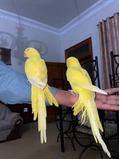 yellow pair