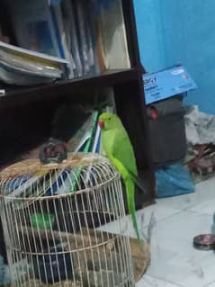 Green Ringneck