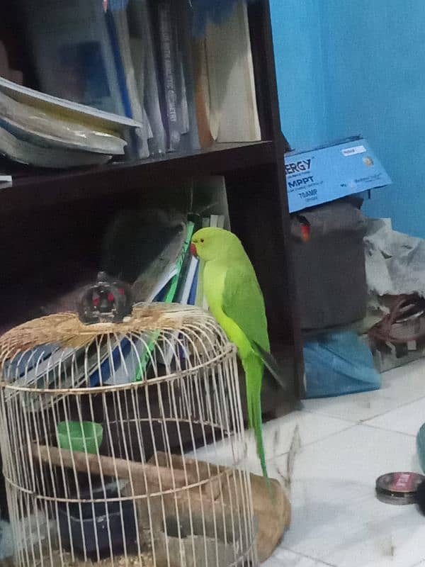 Green Ringneck 1