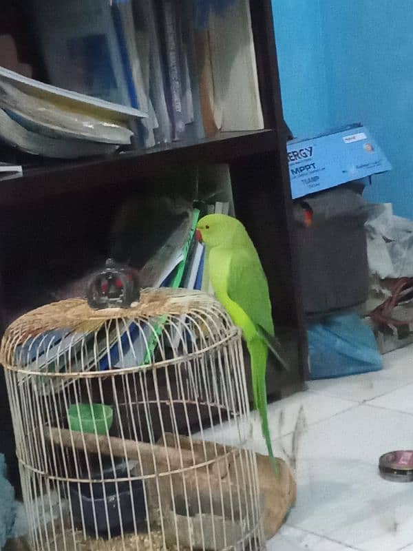 Green Ringneck 2